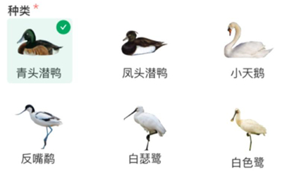 青头潜鸭